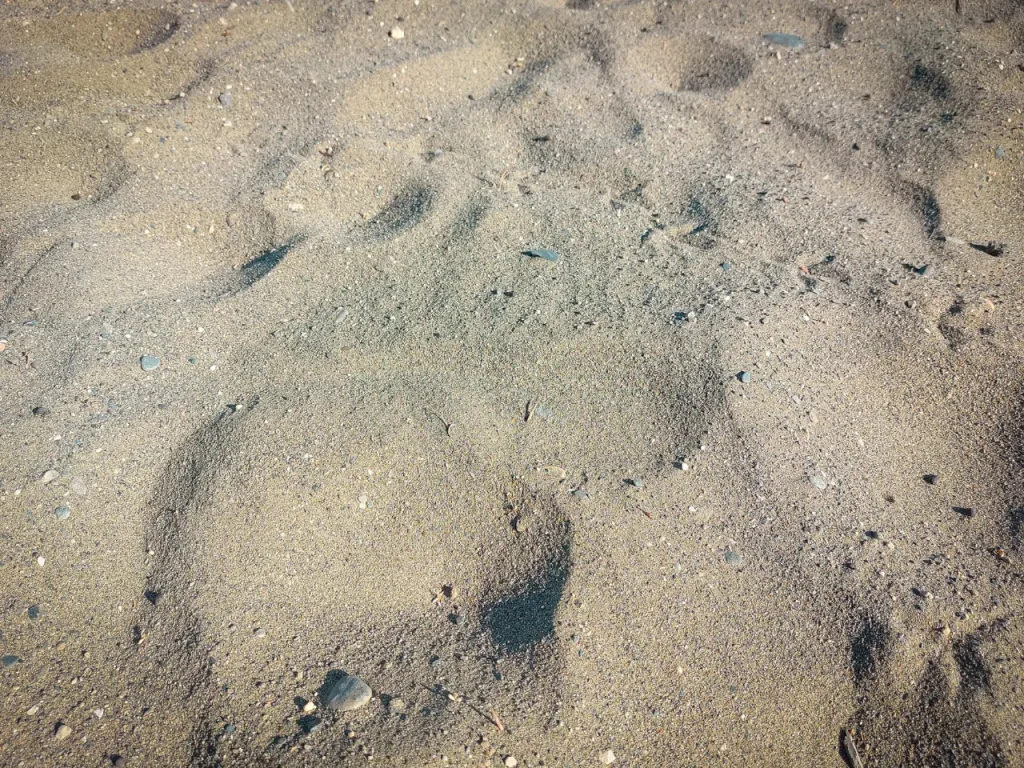 Suelo de Arena