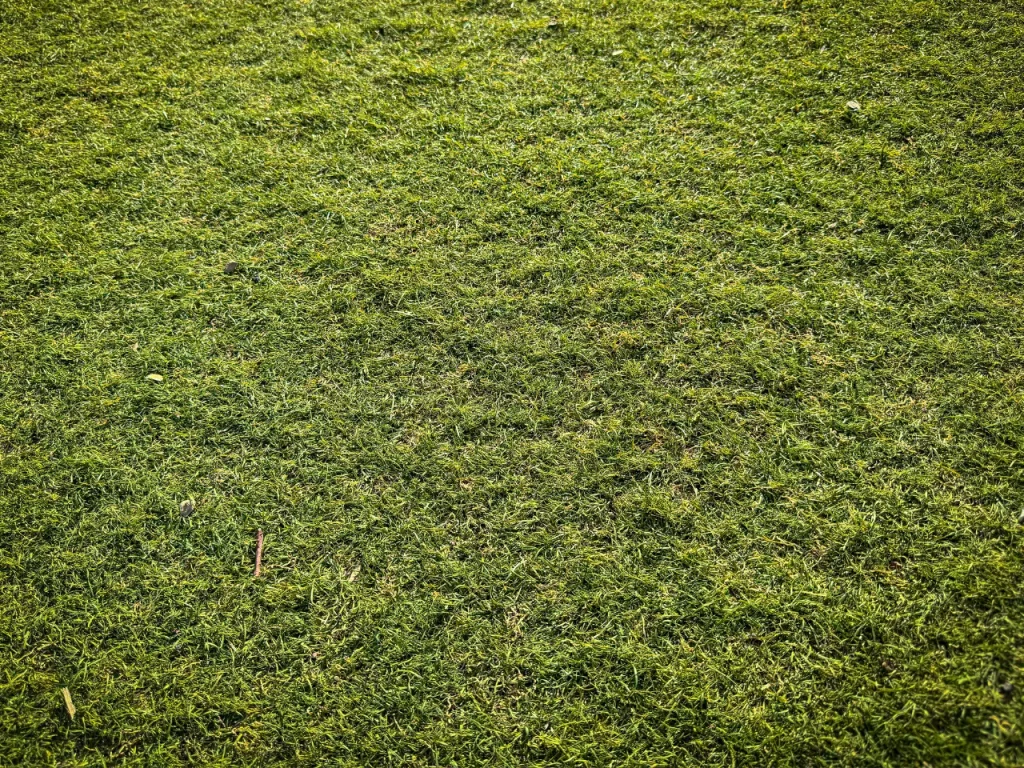 Suelo de Césped
